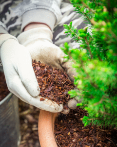 Professional gardener adding mulch to their pot plant.