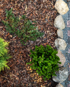 Birds eye view photo of a garden that has been well maintained and mulched. It depicts a few small green plants and a barrier of rocks around the garden bed.